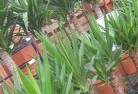 Quornplant-nursery-10.jpg; ?>